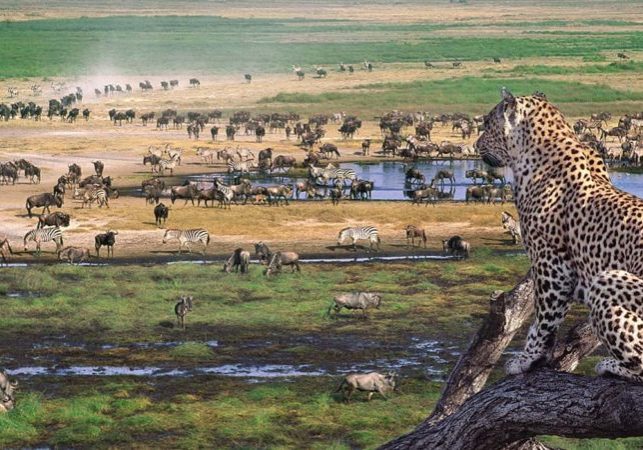ngorongoro-img