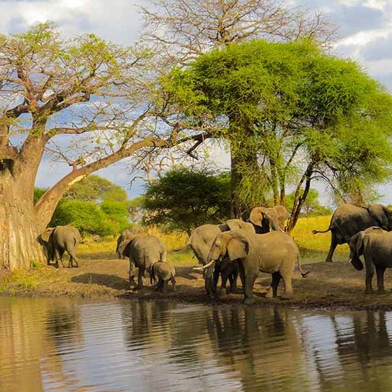 tarangire national park